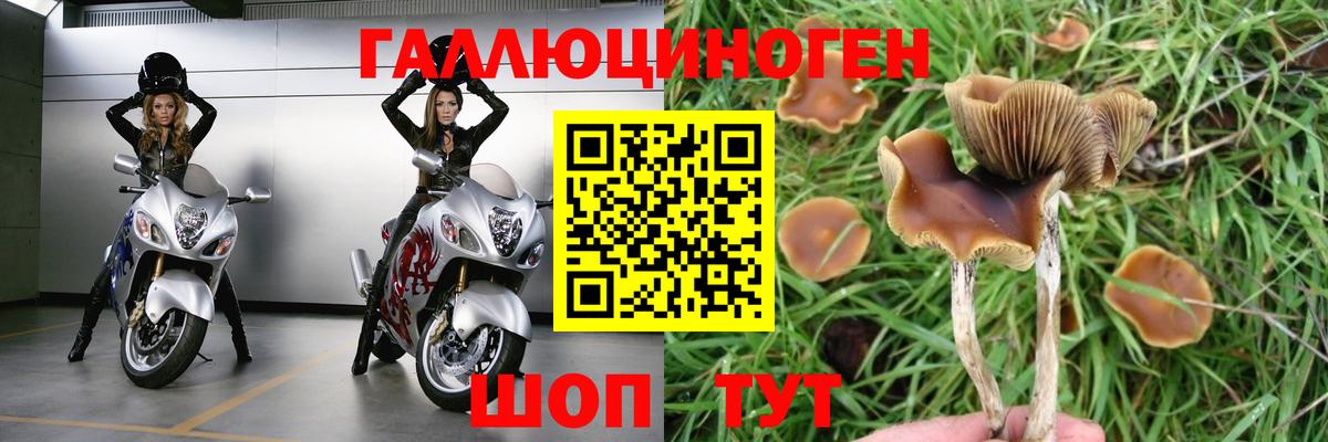 Псилоцибиновые грибы Psilocybe Азнакаево
